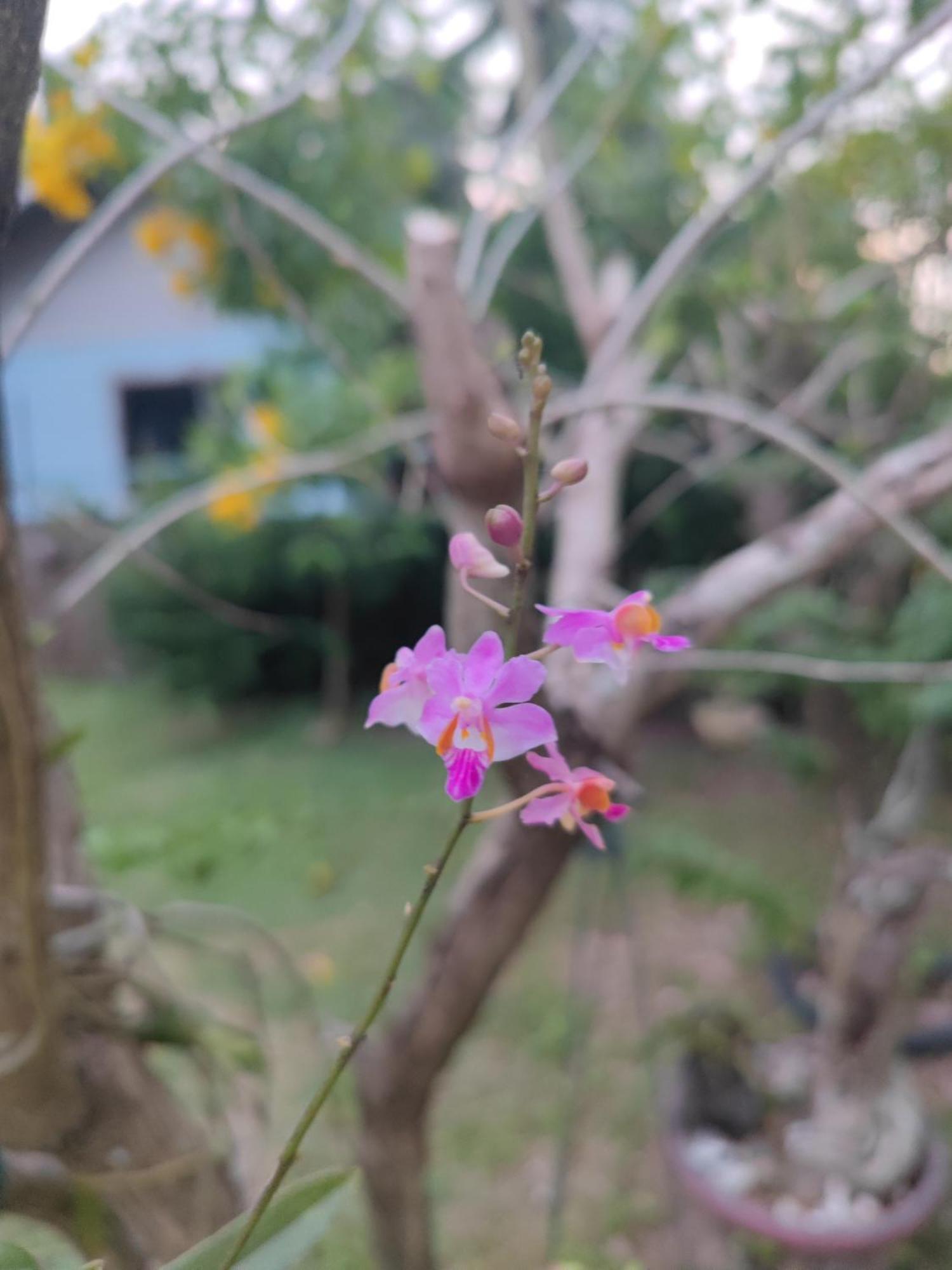 The Secret Garden Homestay Koh Yao Yai Ko Yao Yai Exterior photo