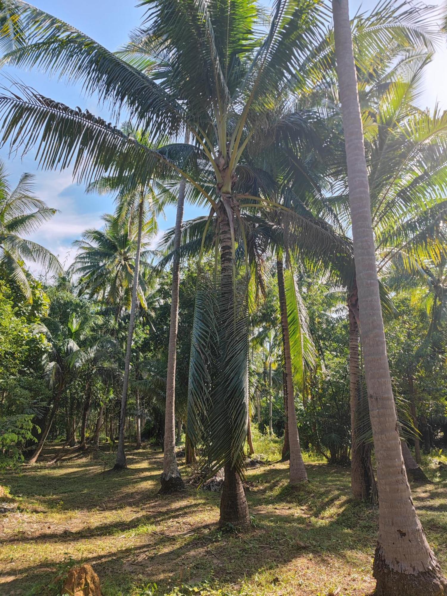 The Secret Garden Homestay Koh Yao Yai Ko Yao Yai Exterior photo